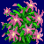 christmas_cactus_variant4.png