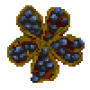 chinese_peony_seed.png