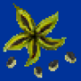 christmas_rose_seed.png