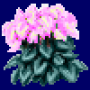 cyclamen_variant1.png