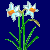 en:daffodil_variant1.png