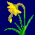 en:daffodil_variant2.png
