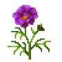 garden-cosmos_variant_1.png