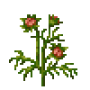 garden_cosmos_germ.png