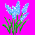 en:grape_hyacinth_variant2.png