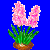 en:hyacinth_variant1.png