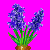en:hyacinth_variant2.png