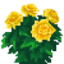 indian-chrysanthemum_variant_2.png