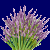 en:lavender_variant1.png