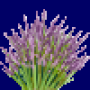 lavender_variant1.png