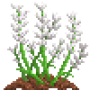 lavender_variant_2.png