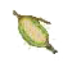 moth_orchid_seed.png