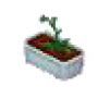 moth_orchid_shoot.png