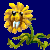flowers:1.mature.10.png