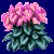 flowers:17.mature.17.png
