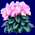 flowers:17.mature.37.png