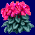 flowers:17.mature.38.png