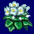 flowers:24.mature.50.png