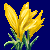 flowers:27.mature.125.png