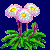 flowers:34.mature.72.png