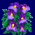 flowers:53.mature.122.png