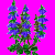 flowers:66.mature.185.png