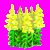 flowers:68.mature.188.png